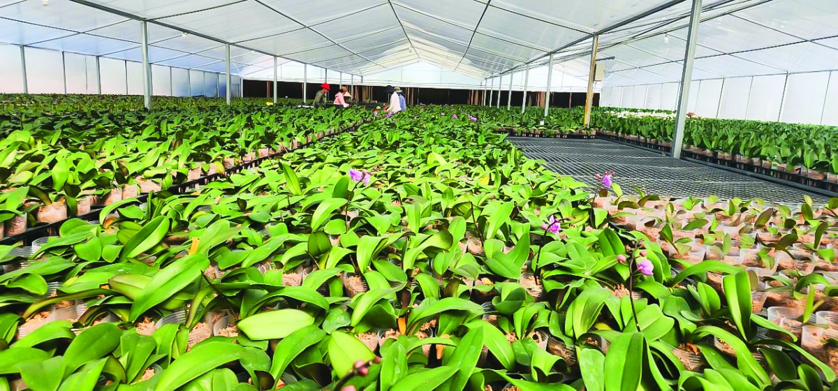 Đẩy mạnh cho vay nông nghiệp công nghệ cao cần có chiến lược tổng thể từ chính sách đến thị trường cụ thể