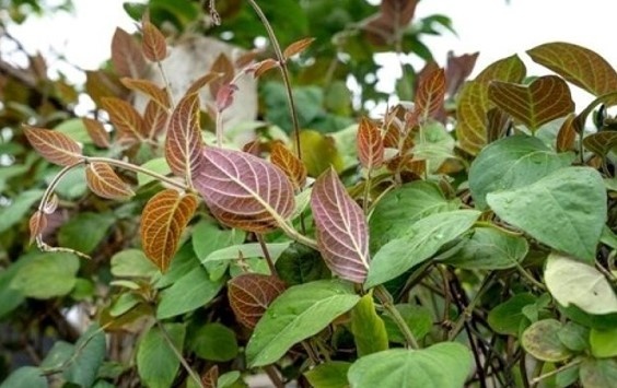 Mơ lông - vị thuốc dân gian quý giá