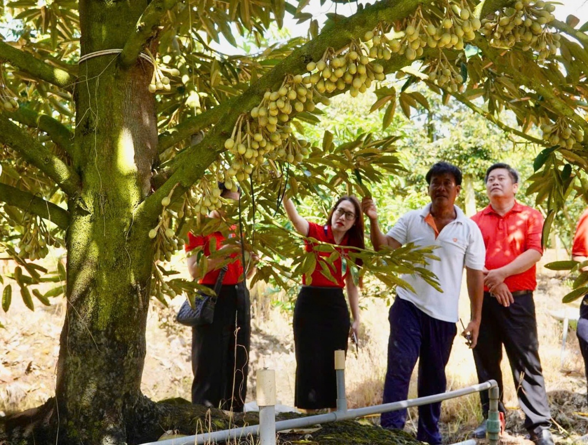 Cán bộ Agribank tham quan vườn sầu riêng của gia đình ông Hà Minh Tuấn Cán bộ Agribank tham quan vườn sầu riêng của gia đình ông Hà Minh Tuấn