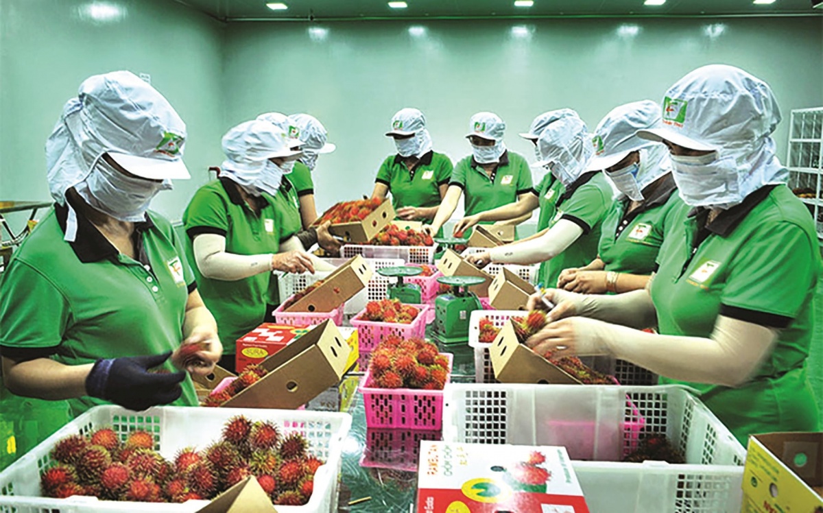 Doanh nghiệp nông sản tăng tốc về đích xuất khẩu cuối năm Doanh nghiệp nông sản tăng tốc về đích xuất khẩu cuối năm