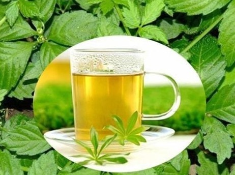 Trà giảo cổ lam - thức uống giúp thanh lọc cơ thể, kéo dài tuổi thọ