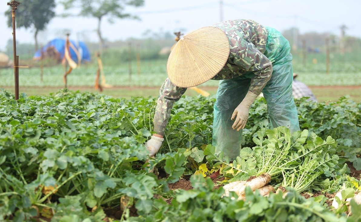 Nông nghiệp miền Bắc khẳng định vị thế trên mặt trận thích ứng và phát triển bền vững