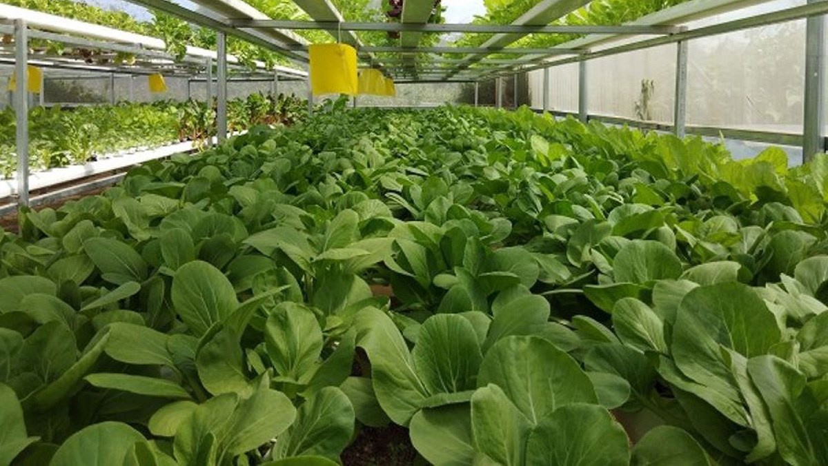 Diện tích rau đạt chuẩn VietGAP chỉ đạt hơn 8.000 ha trên tổng số 1,15 triệu ha, chiếm chưa đến 1%