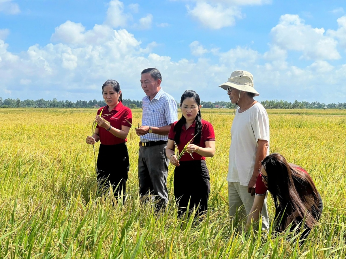 Cán bộ Agribank cùng đại diện chính quyền địa phương thăm cánh đồng của HTX Nông Tín 