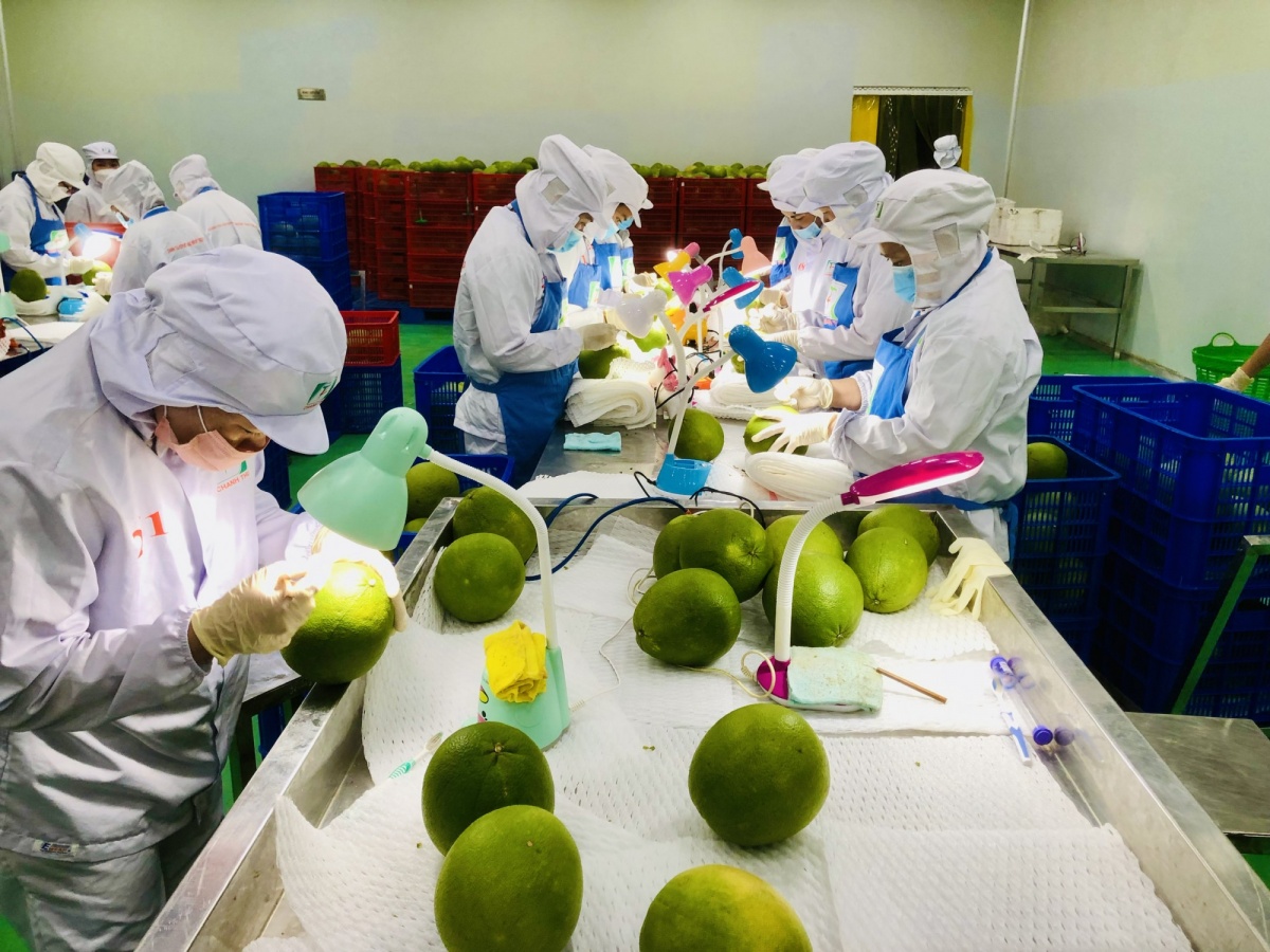 Doanh nghiệp Việt đa dạng hóa thị trường xuất khẩu để vượt khó