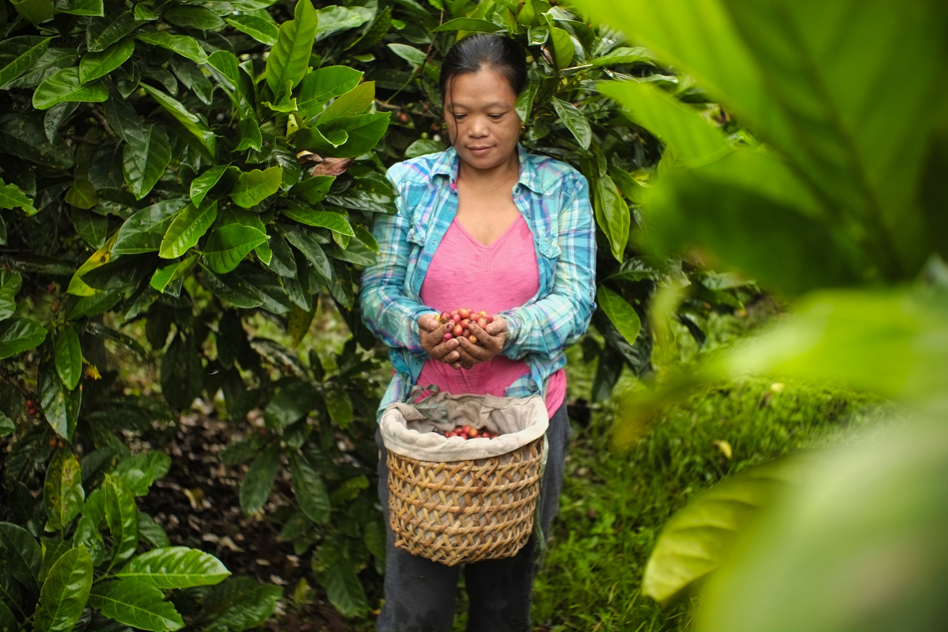 Hỗ trợ nông hộ nhỏ trồng cà phê và chuỗi cung ứng cà phê bền vững