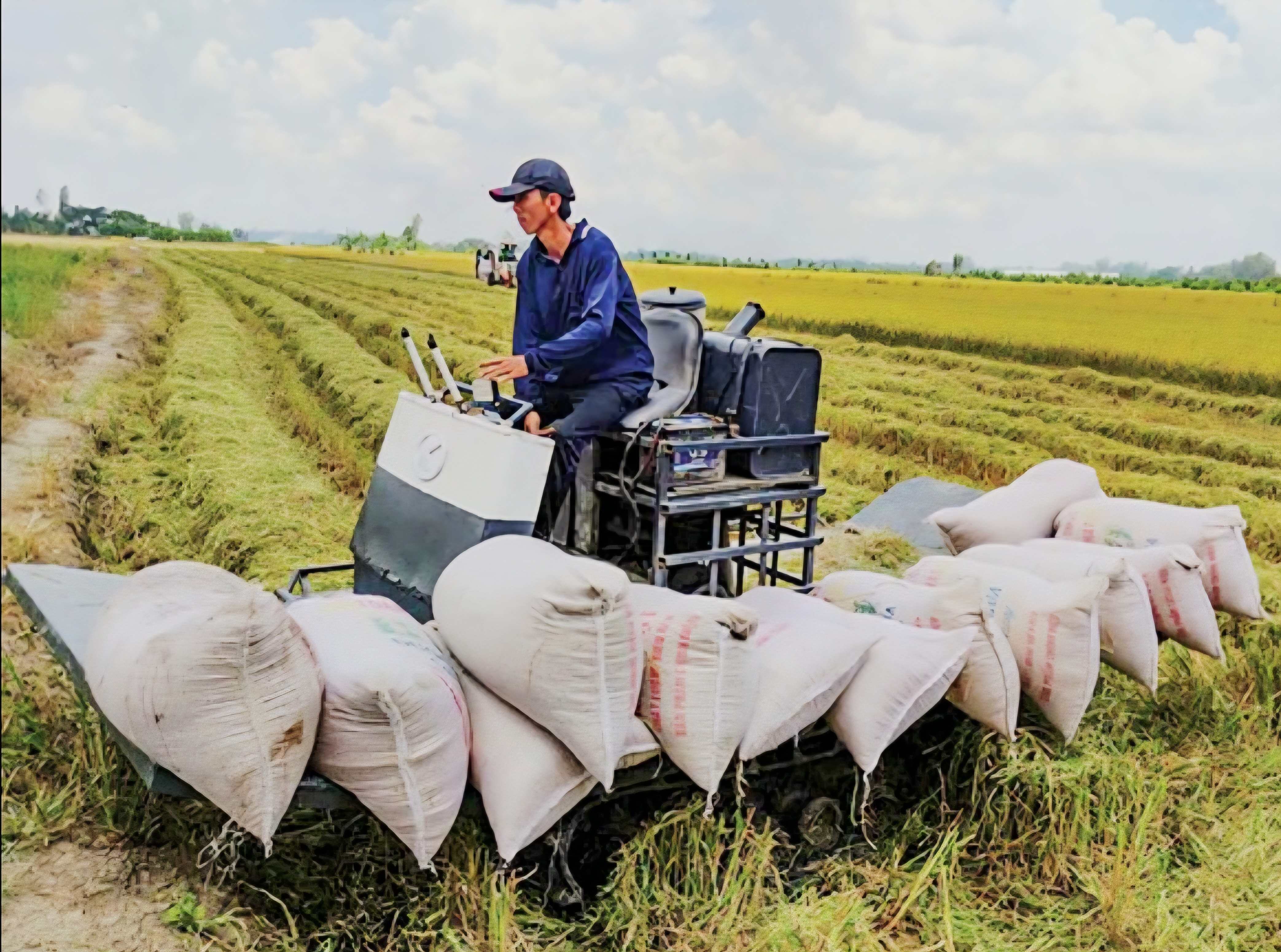 liên kết chuỗi giá trị cũng là giải pháp để nông hộ nhỏ lẻ cùng hưởng lợi từ quy mô lớn liên kết chuỗi giá trị cũng là giải pháp để nông hộ nhỏ lẻ cùng hưởng lợi từ quy mô lớn
