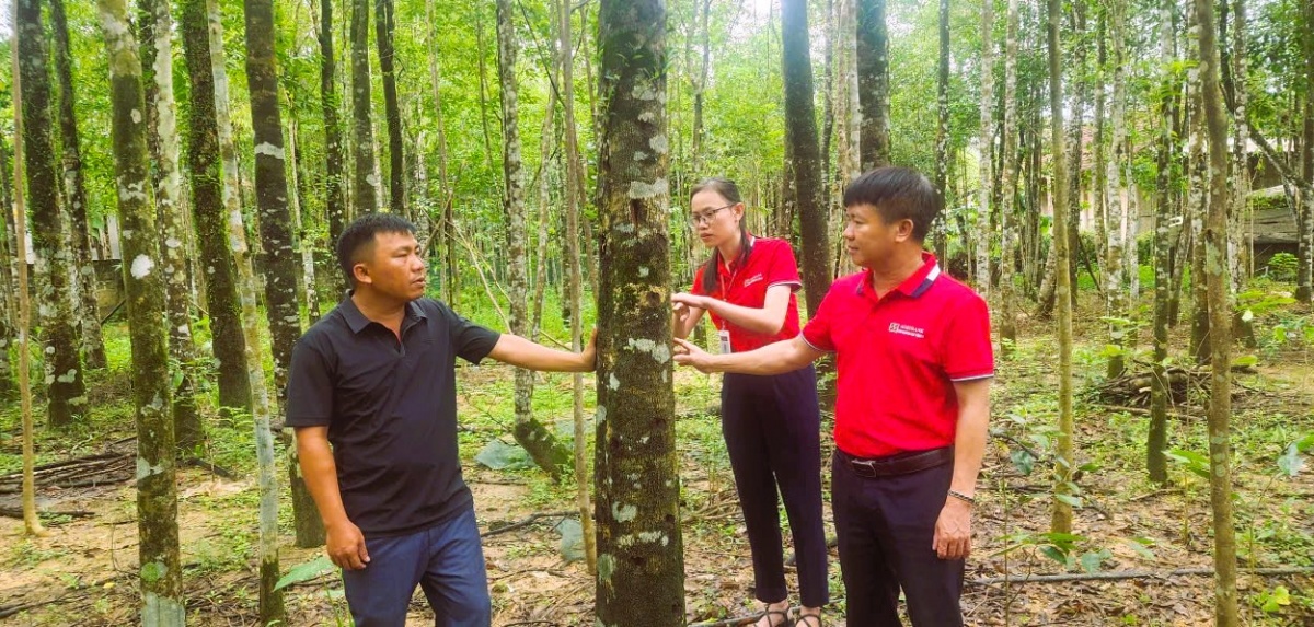 Nhiều hộ nông dân ở Hà Tĩnh đang vay vốn ngân hàng trồng cây dó bầu mang lại thu nhập cao