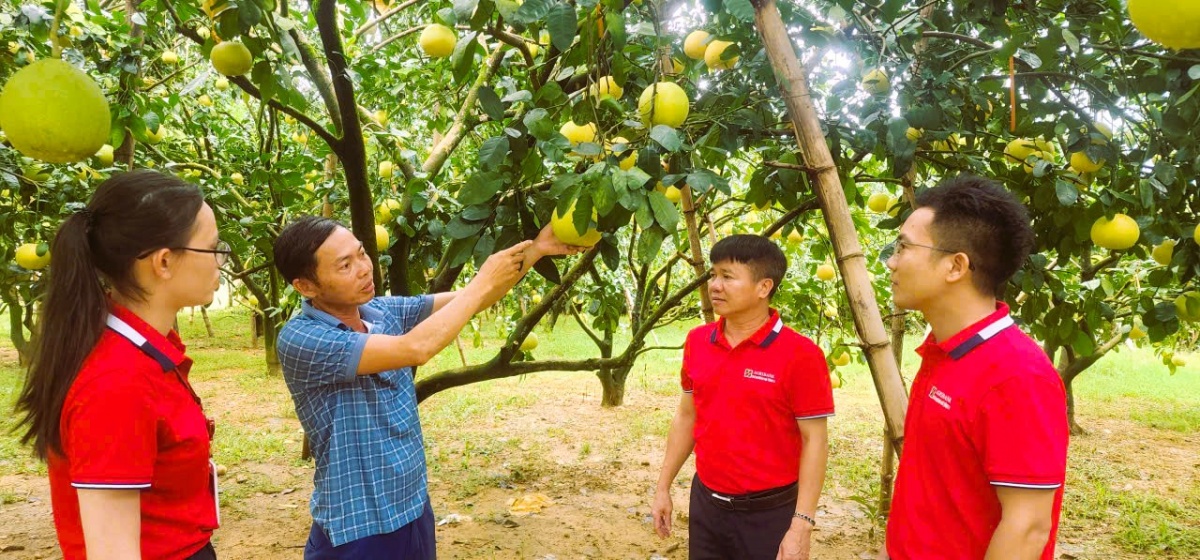 Mô hình vay vốn ngân hàng đầu tư trồng bưởi ở xã ở Phúc Trạch, Hà Tĩnh.
