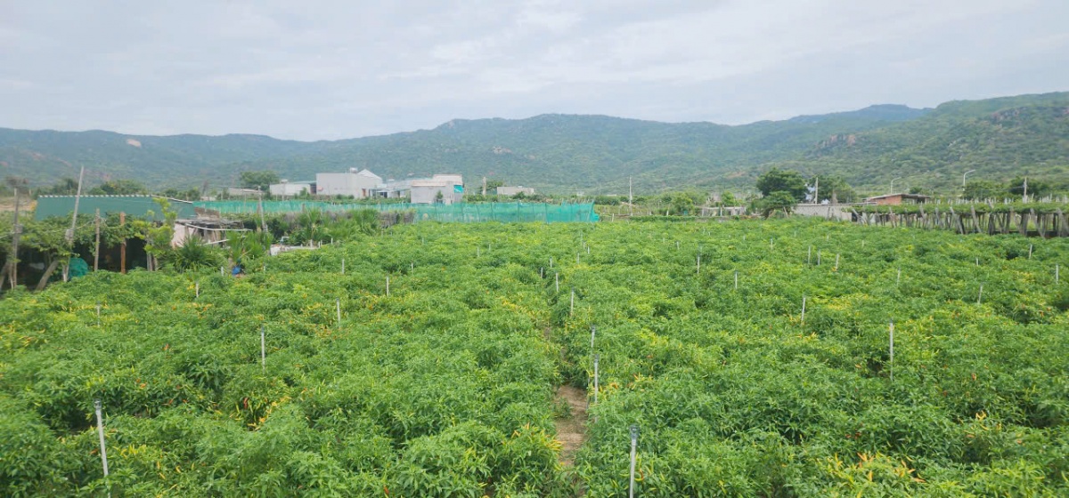 Nhiều gói vay ưu đãi của các quỹ tín dụng nhân dân được thiết kế phù hợp với chương trình chuyển đổi cây trồng và phát triển nông nghiệp công nghệ cao...