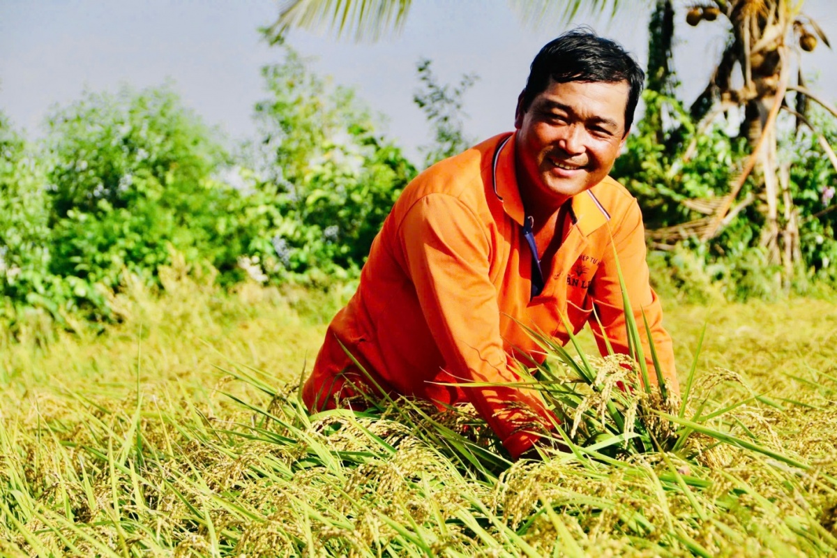 Từ vùng đất trũng phèn hoang hóa, sau 25 năm của anh Nguyễn Thanh Tuấn đã trở thành cánh đồng lúa lớn, mơ ước của nhiều nông dân