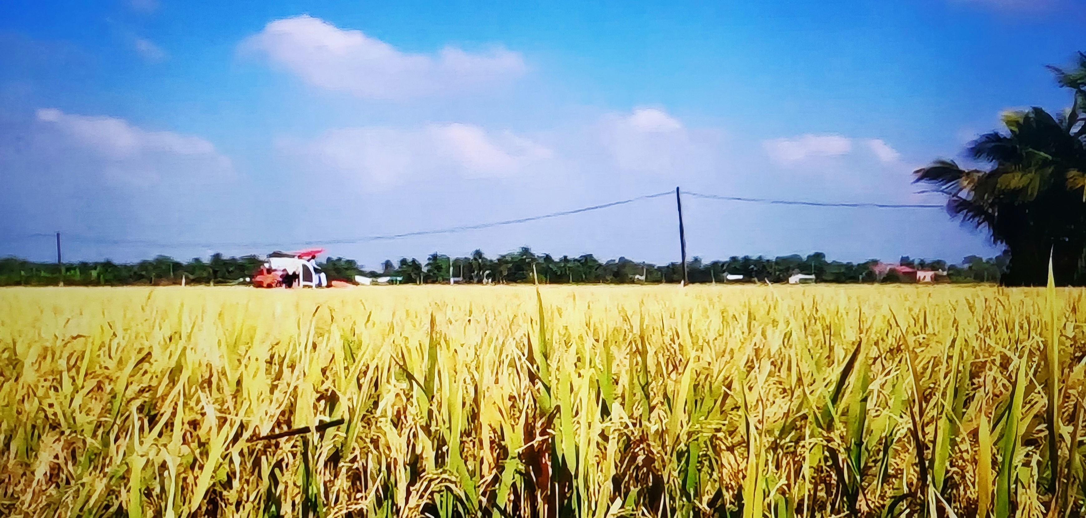 đã khẳng định năng lực sản xuất vượt trội của nông nghiệp Việt Nam