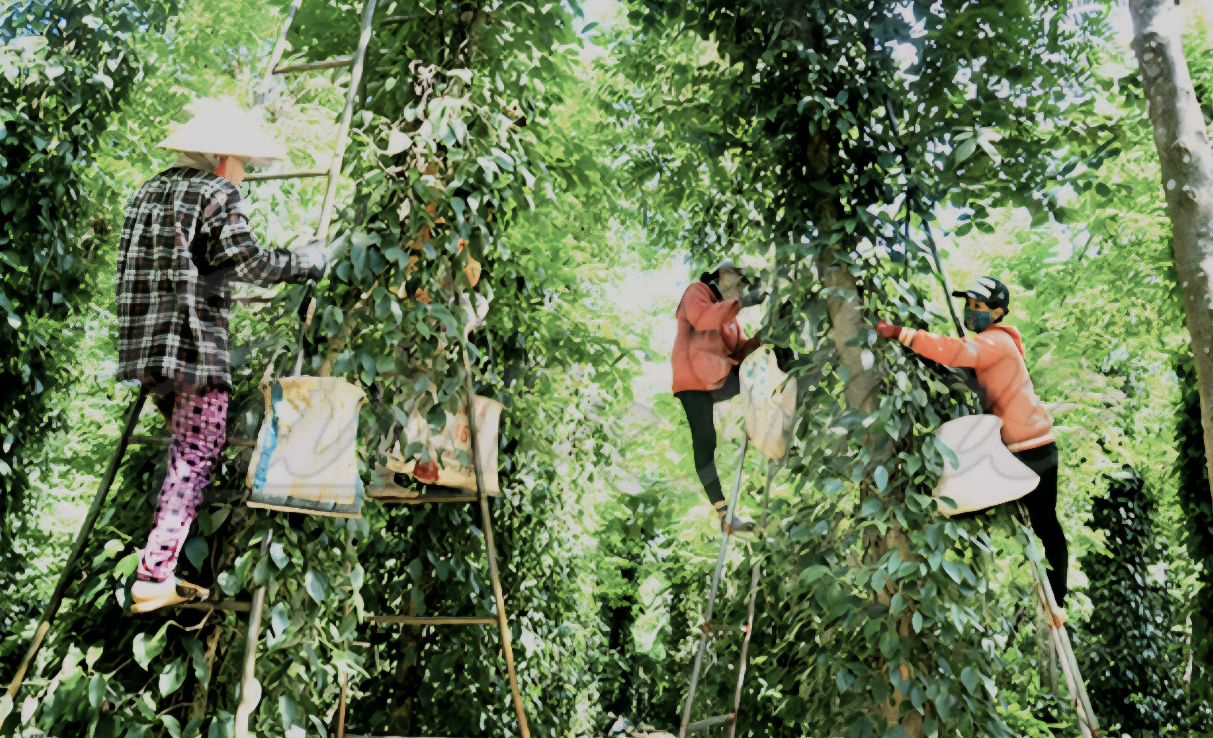 liên kết sản xuất và nâng cao tiêu chuẩn liên kết sản xuất và nâng cao tiêu chuẩn