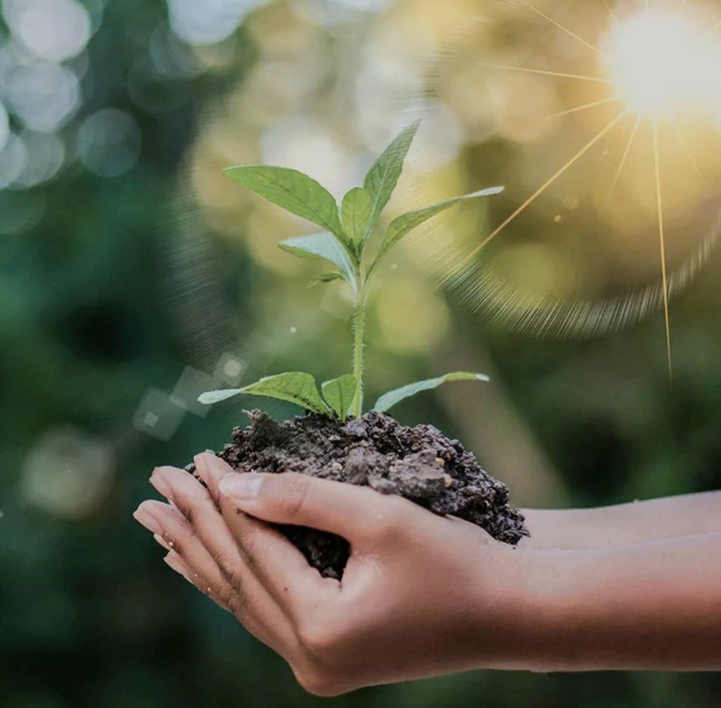 Nhà nước cần sớm ban hành hành lang pháp lý rõ ràng để mở đường cho tín chỉ carbon từ rừng Nhà nước cần sớm ban hành hành lang pháp lý rõ ràng để mở đường cho tín chỉ carbon từ rừng