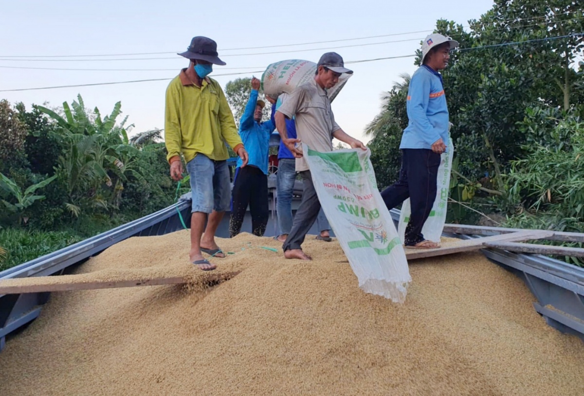 Việc các doanh nghiệp tự chủ vùng nguyên liệu và chủ động mua dự trữ có vai trò quan trọng trong việc giữ ổn định giá lúa