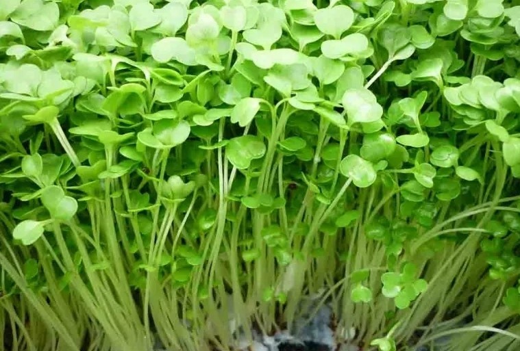 5 loại thực phẩm giúp giảm nguy cơ tắc nghẽn tim và phục hồi mạch máu 5 loại thực phẩm giúp giảm nguy cơ tắc nghẽn tim và phục hồi mạch máu