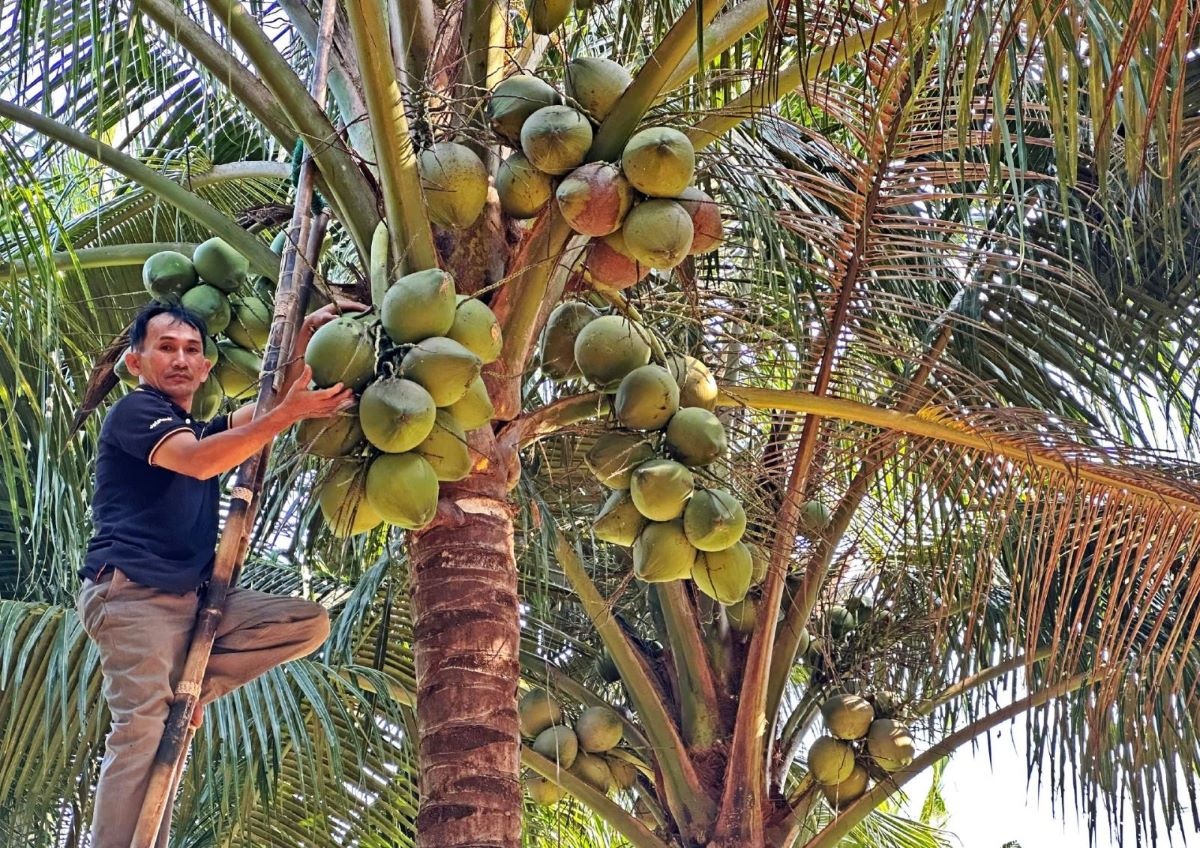 Dừa Việt Nam đang vươn mình thành “ngôi sao mới” trên bản đồ nông sản xuất khẩu toàn cầu Dừa Việt Nam đang vươn mình thành “ngôi sao mới” trên bản đồ nông sản xuất khẩu toàn cầu