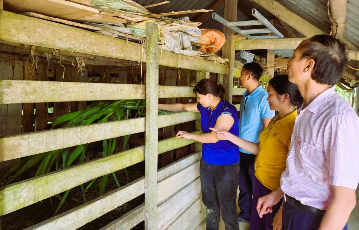 Mô hình vay vốn tín dụng ưu đãi đầu tư chăn nuôi ở xã Hương Sơn, Hà Tĩnh.