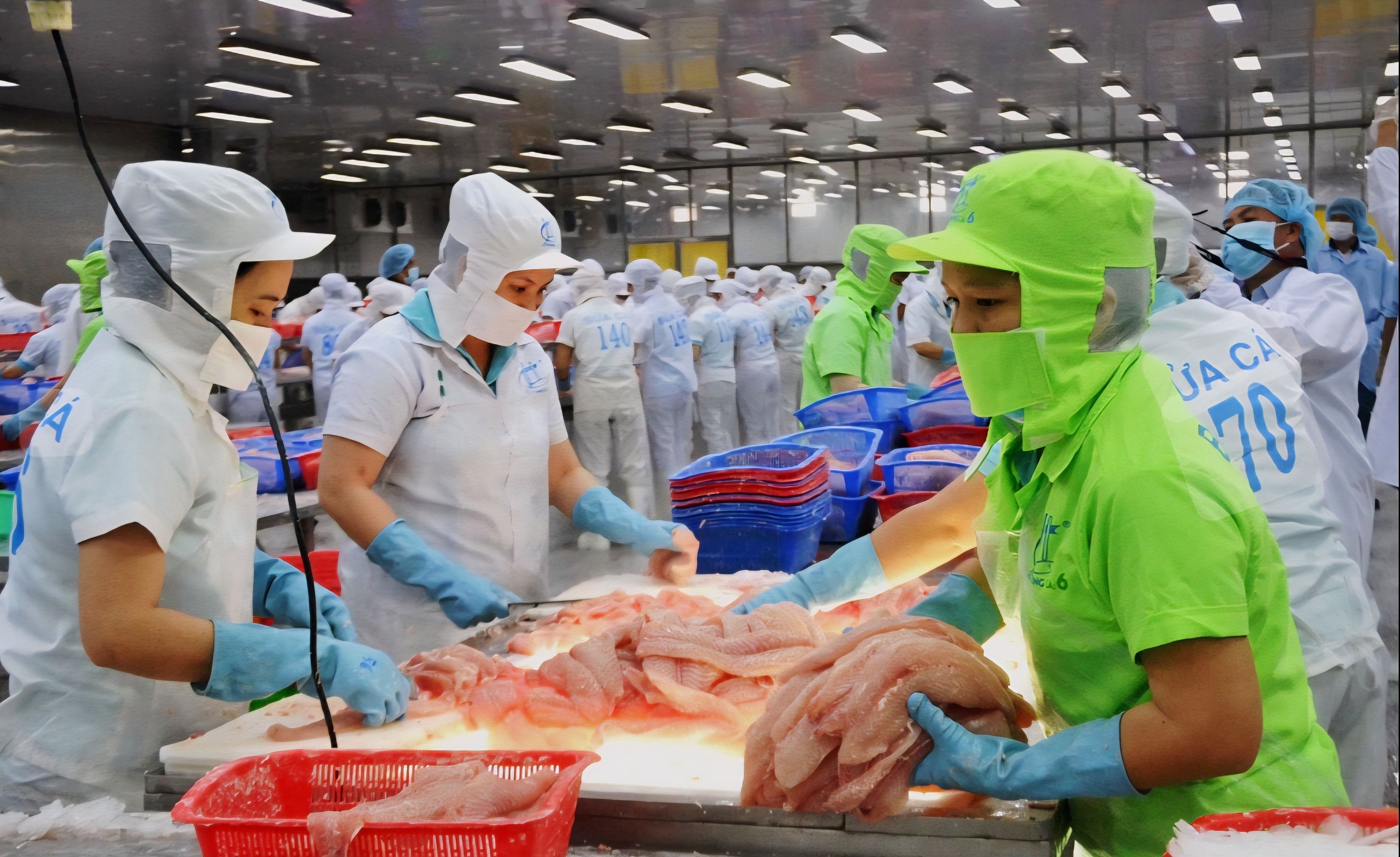 cá rô phi Việt Nam đang có vị thế tốt nhờ nguồn cung linh hoạt, chất lượng ổn định