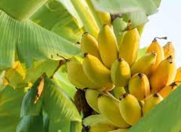 Tác dụng tuyệt vời đối với sức khỏe của quả chuối Tác dụng tuyệt vời đối với sức khỏe của quả chuối