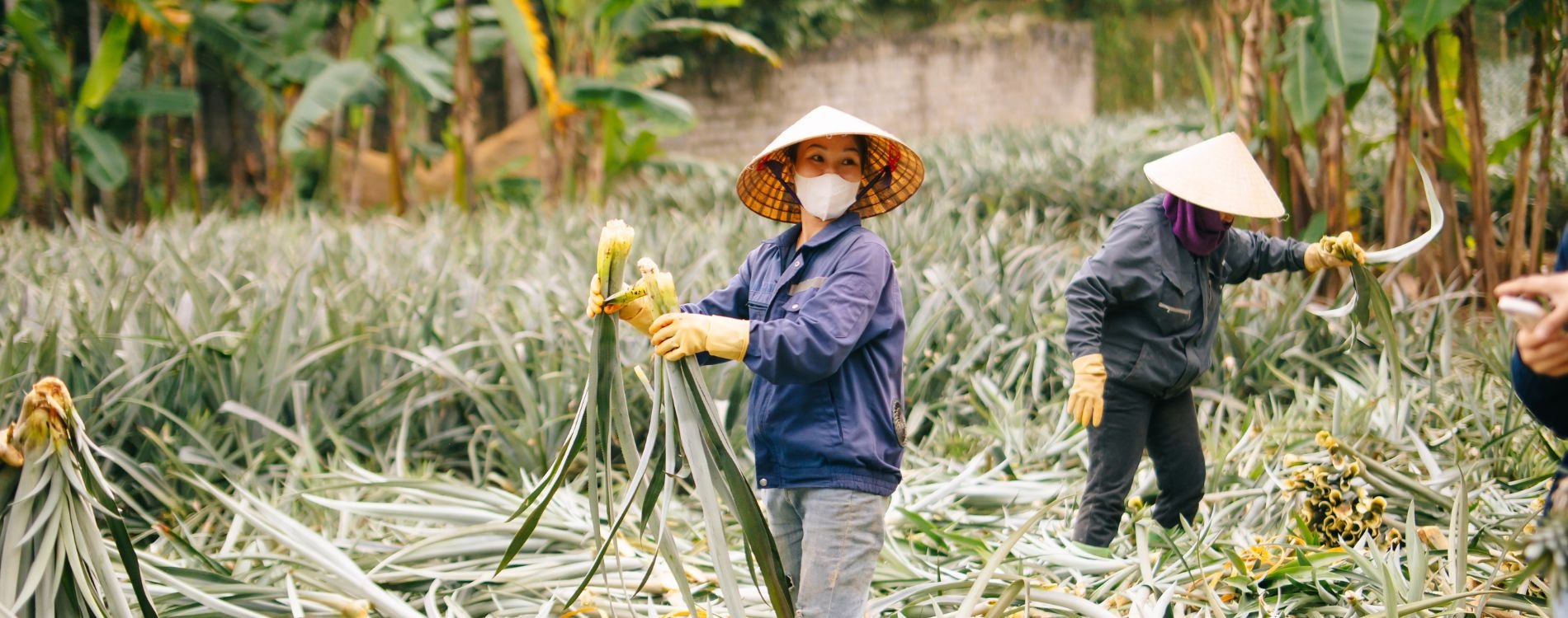 Chuyển đổi số giúp doanh nghiệp và nông dân đáp ứng yêu cầu khắt khe của thị trường quốc tếChuyển đổi số giúp doanh nghiệp và nông dân đáp ứng yêu cầu khắt khe của thị trường quốc tế