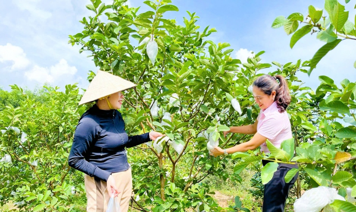 Vững bước an sinh từ dòng vốn chính sách