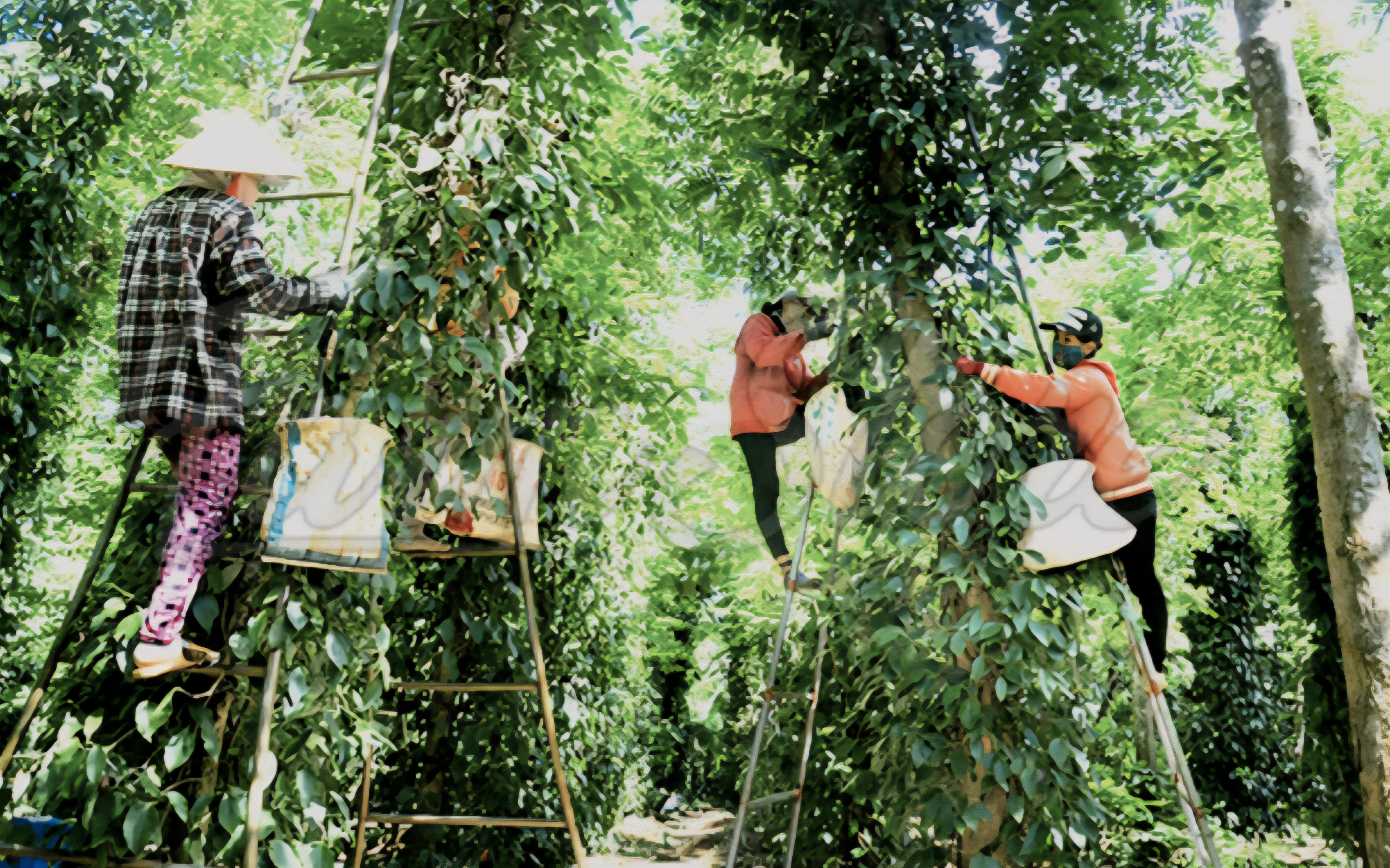 Giá cà phê và hồ tiêu tăng đang giúp nhiều nông hộ cải thiện thu nhập 