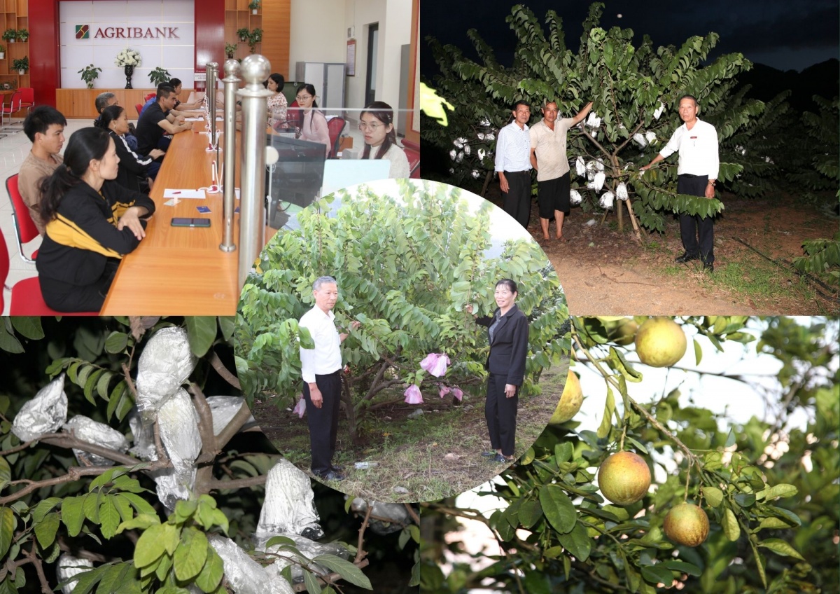 Cán bộ tín dụng Agribank Chi nhánh Sơn La 2 đến thăm mô hình trồng cây ăn quả của gia đình chị Thủy, anh Xuân Cán bộ tín dụng Agribank Chi nhánh Sơn La 2 đến thăm mô hình trồng cây ăn quả của gia đình chị Thủy, anh Xuân