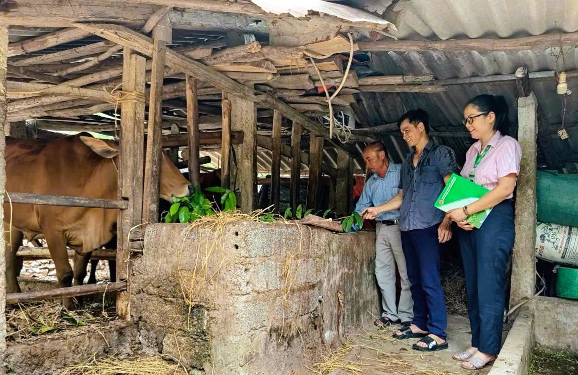 Nguồn vốn giải quyết việc làm trở thành “điểm tựa” giúp người dân Quảng Trị khôi phục sản xuất, ổn định cuộc sống sau bão lũ.