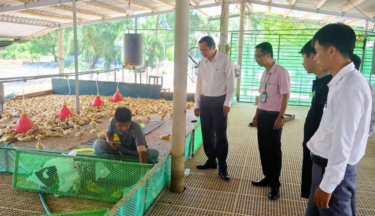 Để nâng cao hiệu quả nguồn vốn vay giải quyết việc làm, NHCSXH tăng cường phối hợp với các cơ quan chức năng tư vấn, hướng dẫn người dân lựa chọn mô hình sản xuất phù hợp với điều kiện thực tế.