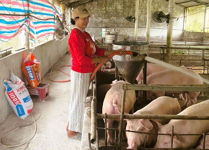 Mô hình chăn nuôi của bà Phạm Thị Lý, thôn Diên Khánh, xã Mỹ Thủy (Quảng Trị) được tiếp sức từ nguồn vốn tín dụng chính sách, khắc phục hậu quả do thiên tai. 