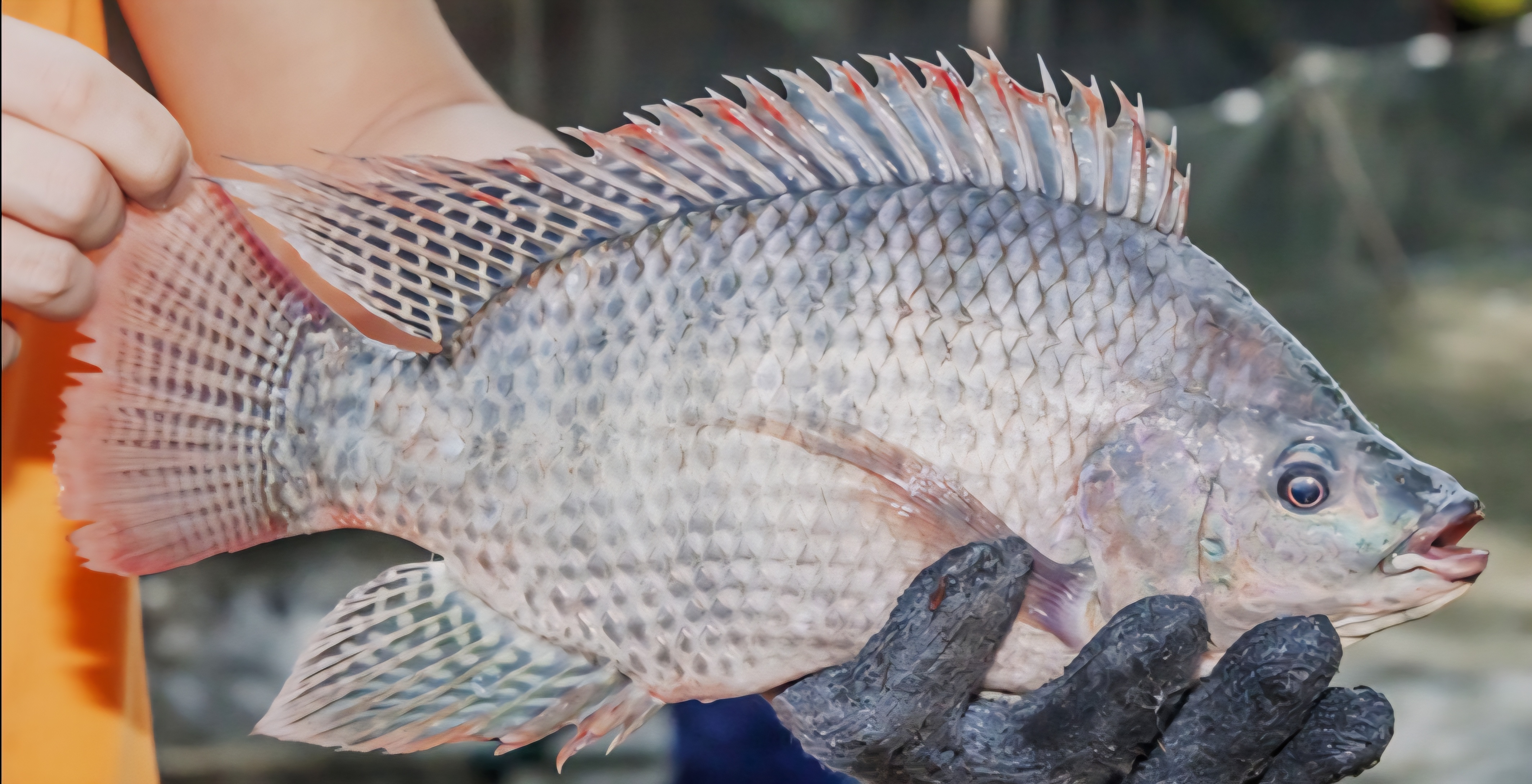 Cá rô phi rất được ưa chuộng tại thị trường Trung Quốc