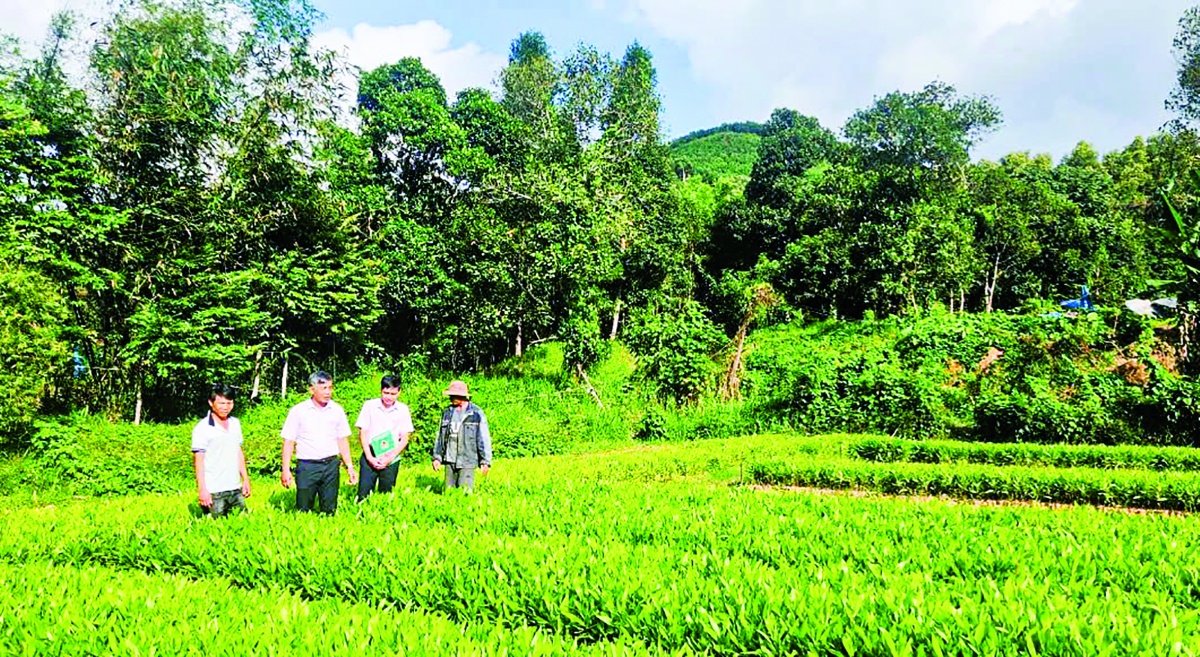 Tín dụng chính sách đã và đang tạo chuyển biến rõ nét trong đời sống người dân Quảng Ngãi Tín dụng chính sách đã và đang tạo chuyển biến rõ nét trong đời sống người dân Quảng Ngãi
