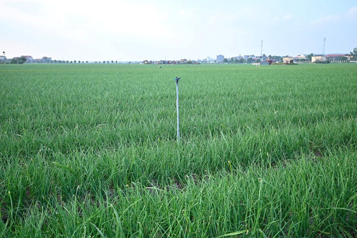 Đề án 1 triệu hecta lúa phát thải thấp đang chuyển sản xuất lúa từ manh mún sang chuỗi giá trị