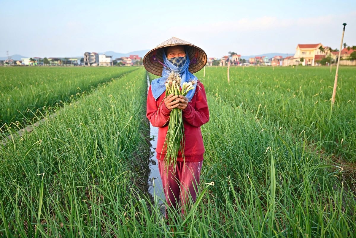 Từng bước đưa các sản phẩm nông sản chủ lực, trước hết là hành, tỏi, vào hệ thống siêu thị lớn