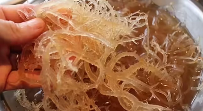 Rong biển: Những lợi ích tiềm năng