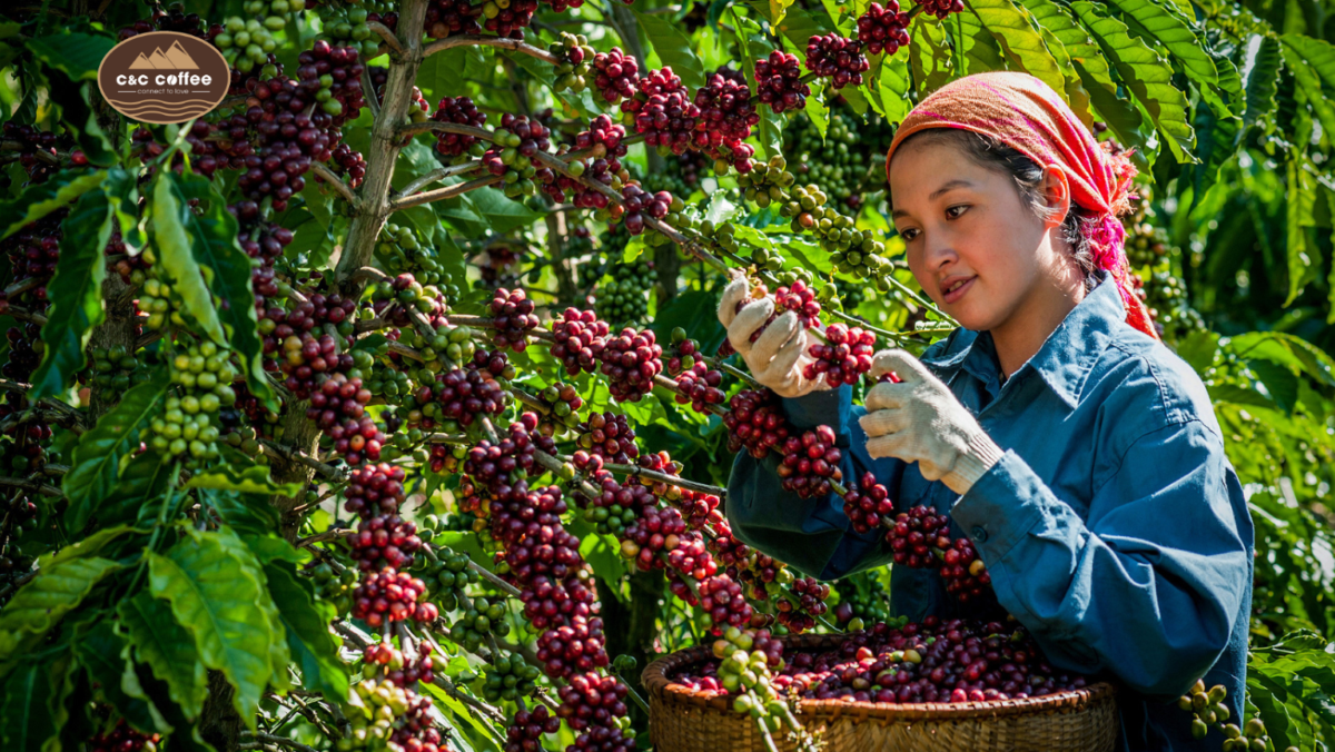 AI và dữ liệu lớn định hình tưới tiết kiệm cho cây trồng cạn AI và dữ liệu lớn định hình tưới tiết kiệm cho cây trồng cạn