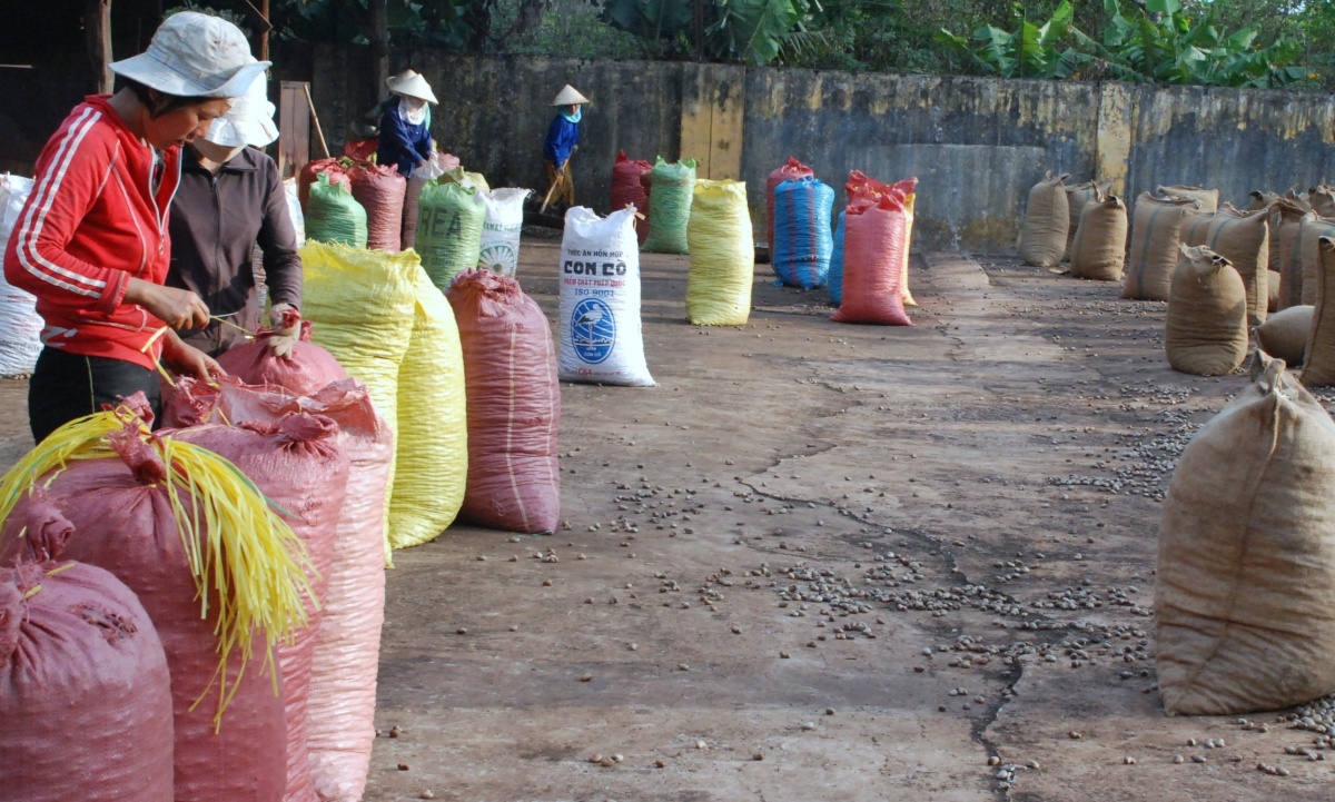 Khi nông nghiệp lớn lên cùng đại ngàn