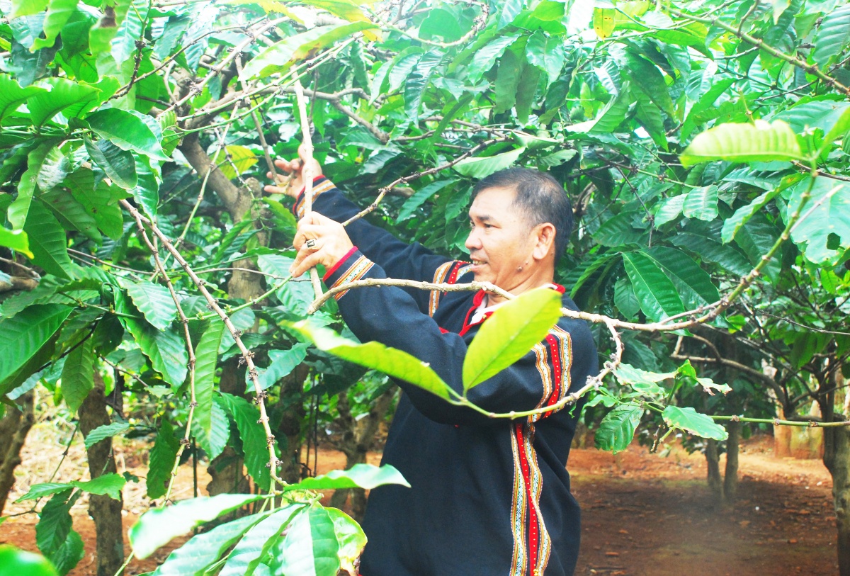 Khi nông nghiệp lớn lên cùng đại ngàn