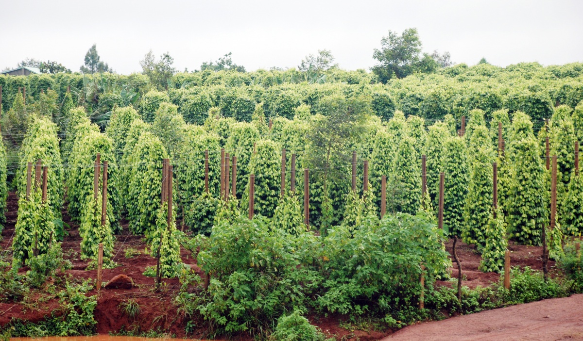 Khi nông nghiệp lớn lên cùng đại ngàn