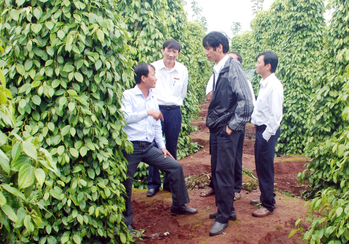 Khi nông nghiệp lớn lên cùng đại ngàn