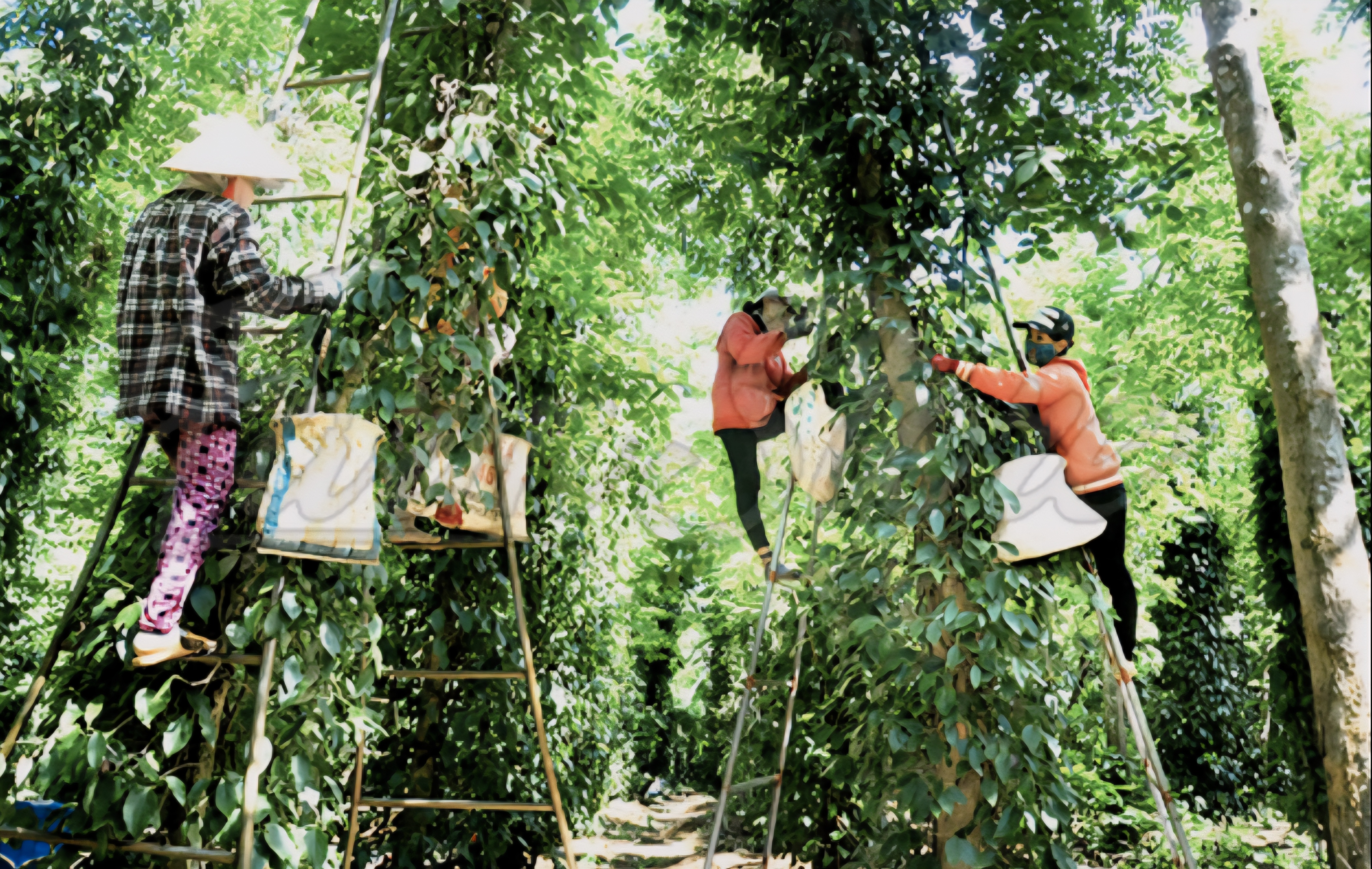 Việt Nam hiện là nhà cung cấp hạt tiêu lớn nhất cho Mỹ