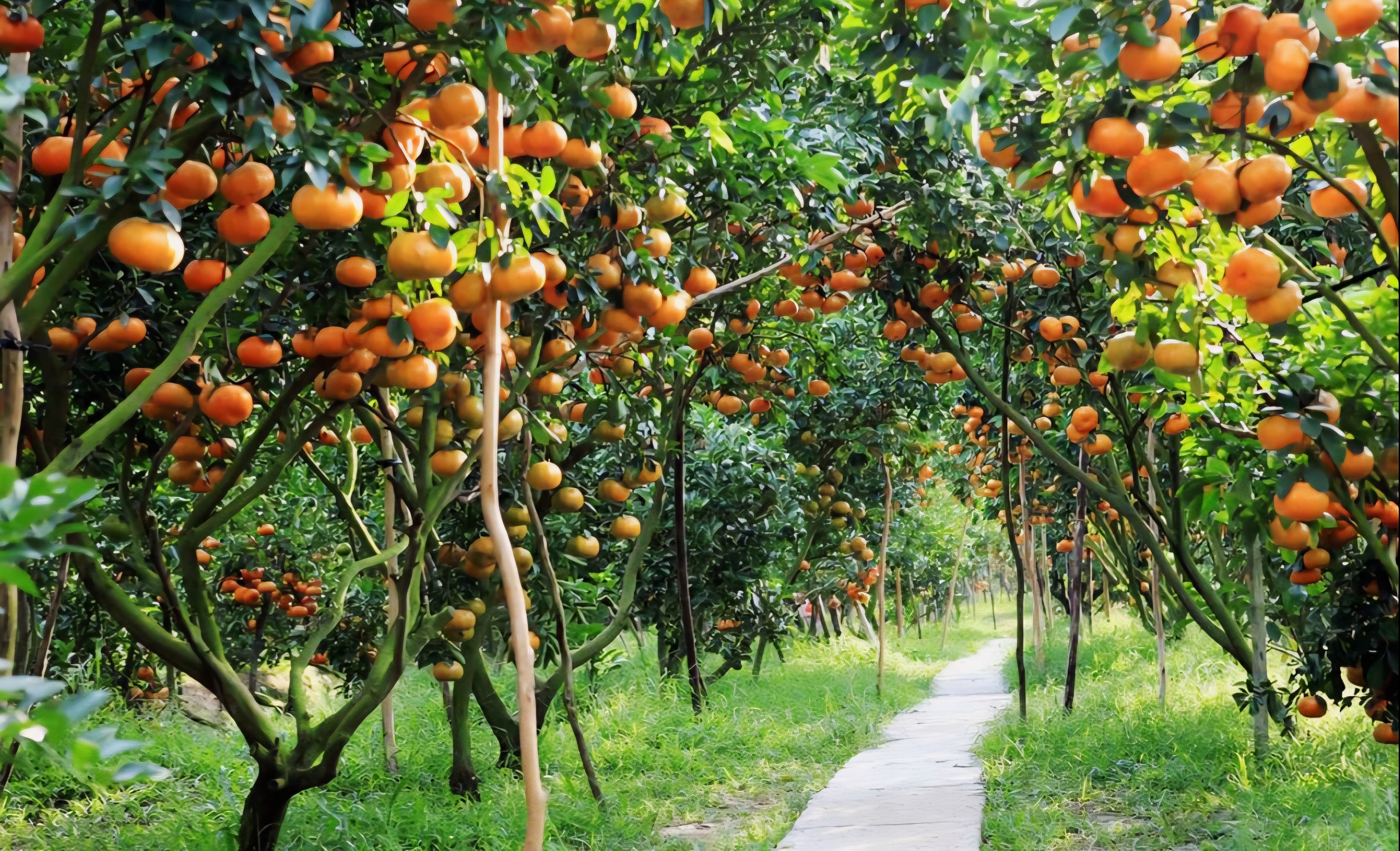 Tập trung ổn định 