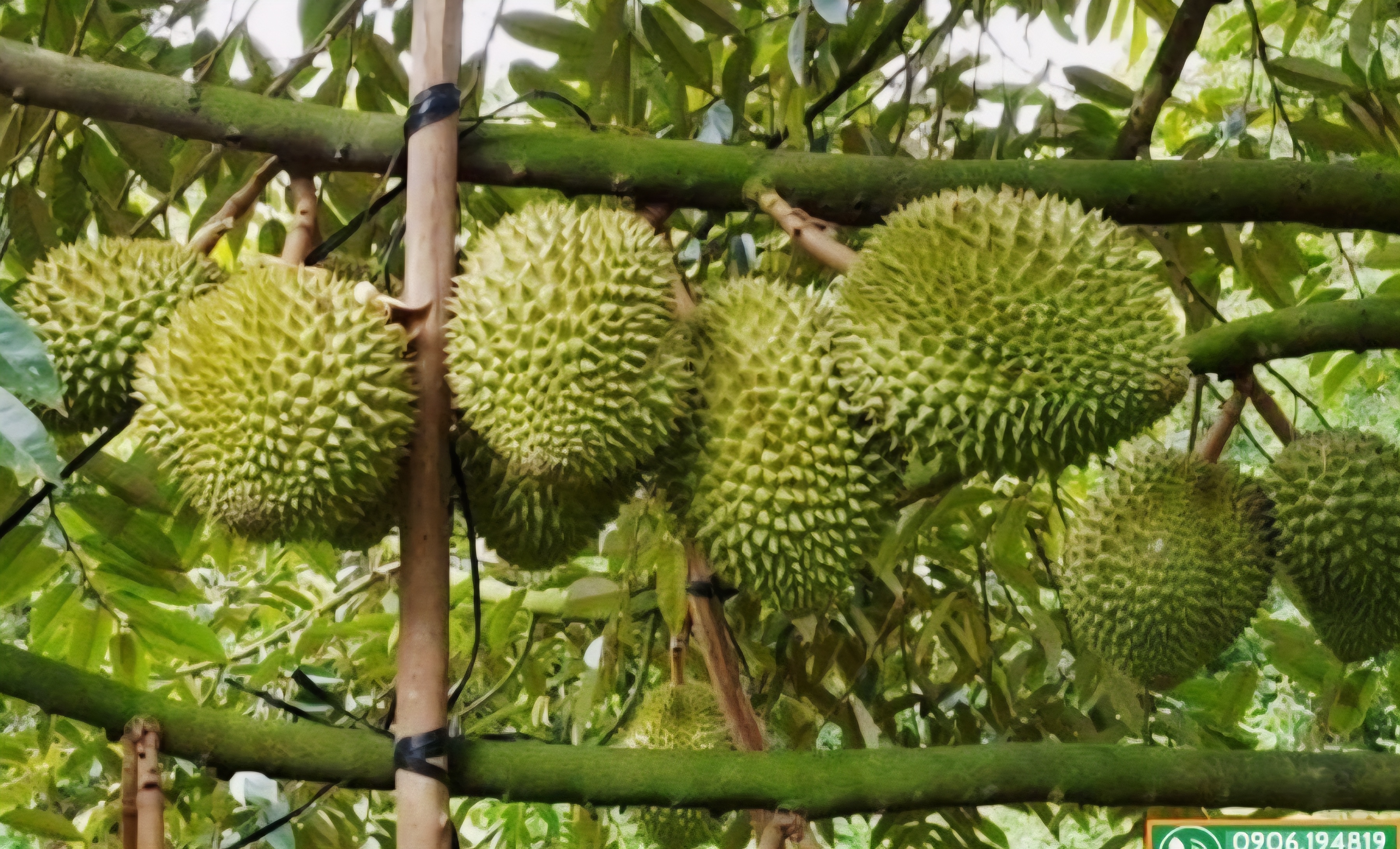 Sầu riêng là mặt hàng chủ lực để xuất khẩu