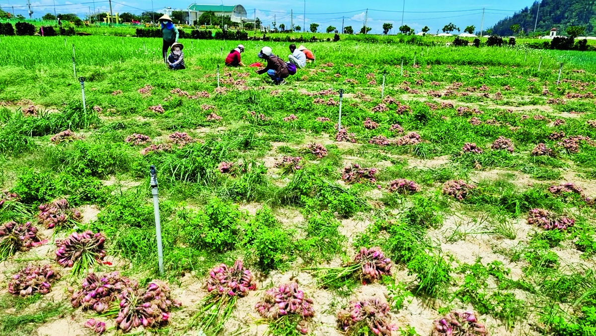 Hệ thống tưới tiêu hiện đại được nhiều nông dân áp dụng tại đặc khu Lý Sơn