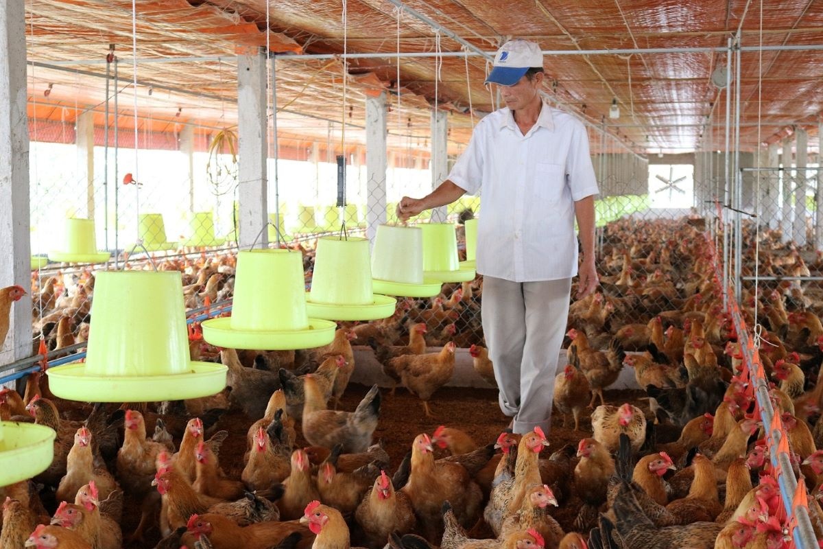 Chăn nuôi phục hồi tích cực, giá thực phẩm Tết dự báo ổn định Chăn nuôi phục hồi tích cực, giá thực phẩm Tết dự báo ổn định