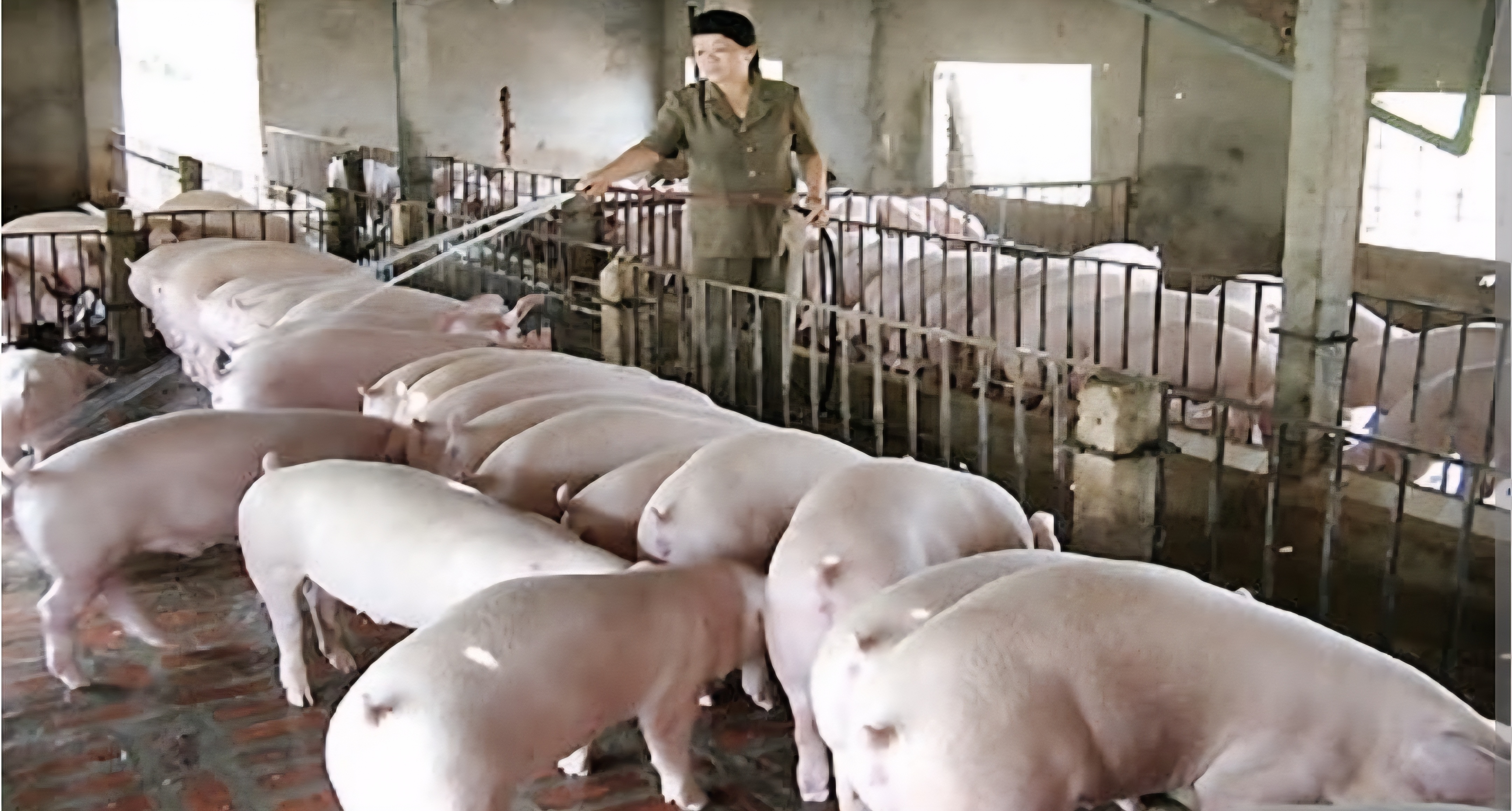 Muốn tái đàn cũng phải đầu tư lại từ đầu Muốn tái đàn cũng phải đầu tư lại từ đầu