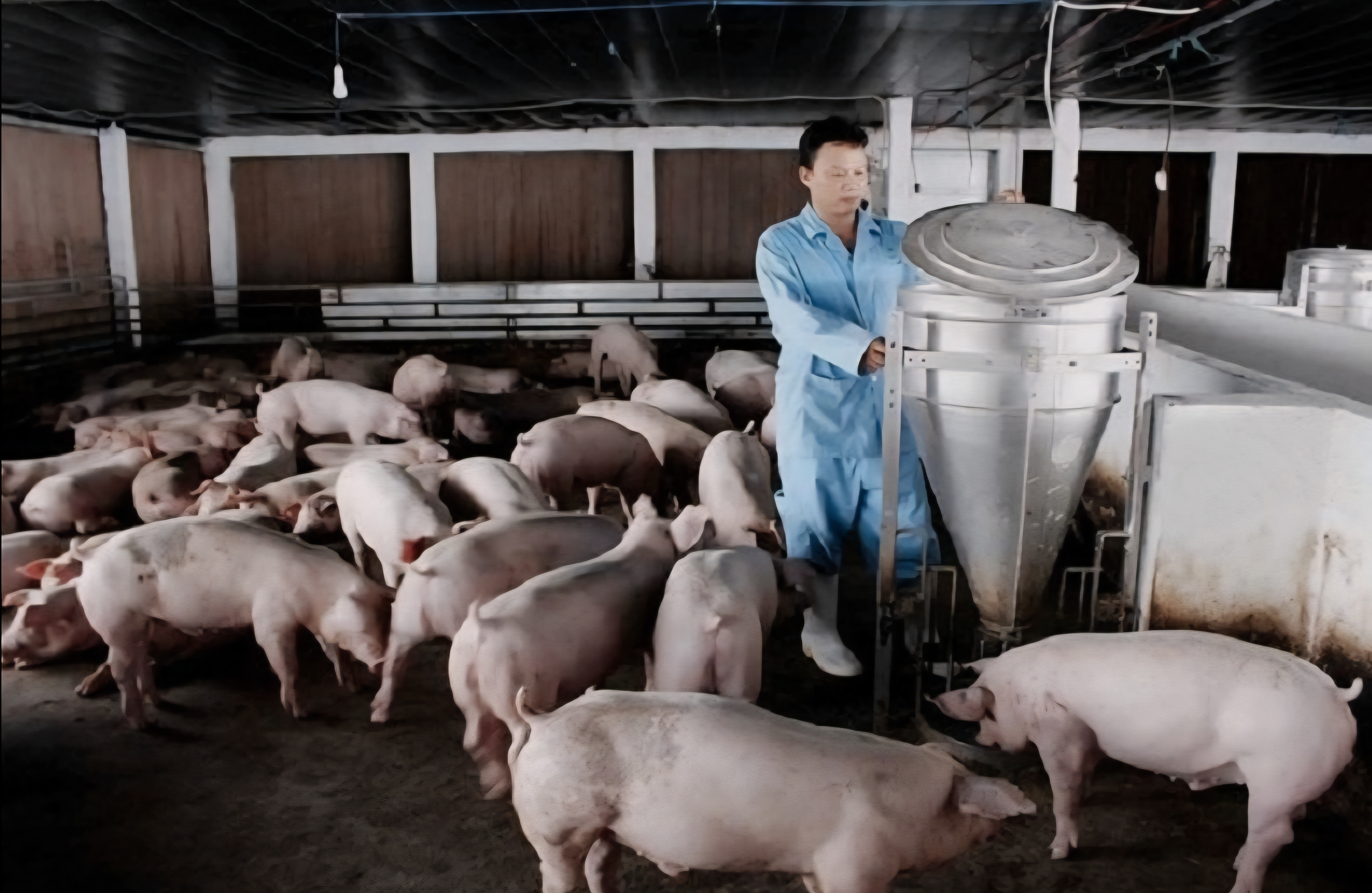 Giá lợn hơi đang ở mức cao do nguồn cung trong nước sụt giảm Giá lợn hơi đang ở mức cao do nguồn cung trong nước sụt giảm