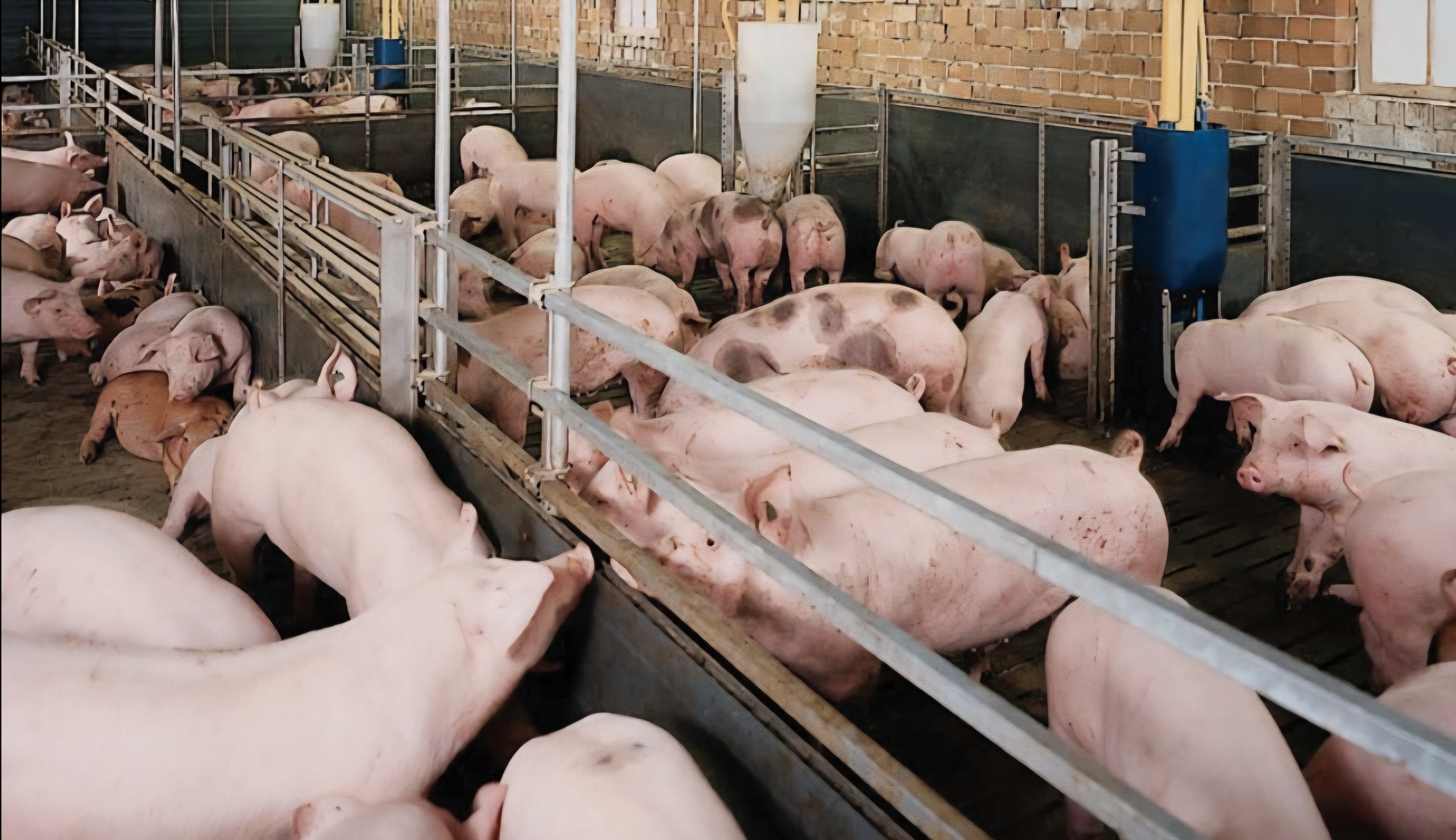 Muốn tái đàn cũng phải đầu tư lại từ đầu Muốn tái đàn cũng phải đầu tư lại từ đầu