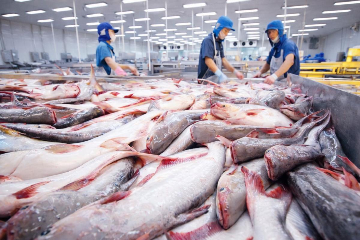 Thủy sản Việt Nam 2025: Cú bứt tốc về đích và bài toán “xanh hóa” cho năm 2026
